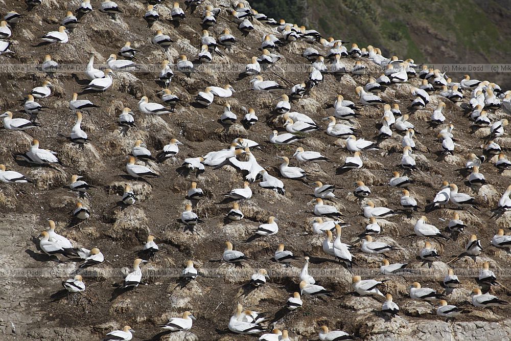 Morus serrator Australasian Gannet