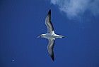 Morus serrator Australian gannet in flight