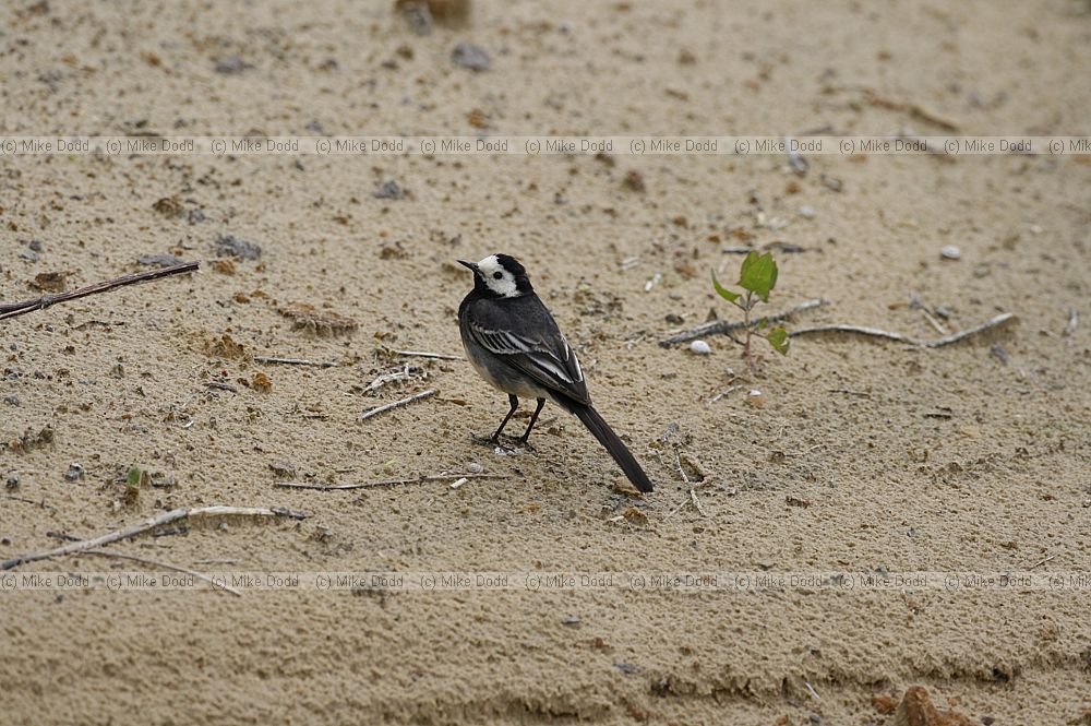 Motacilla alba Pied wagtail