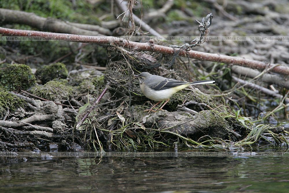 Motacilla cinerea Grey wagtail