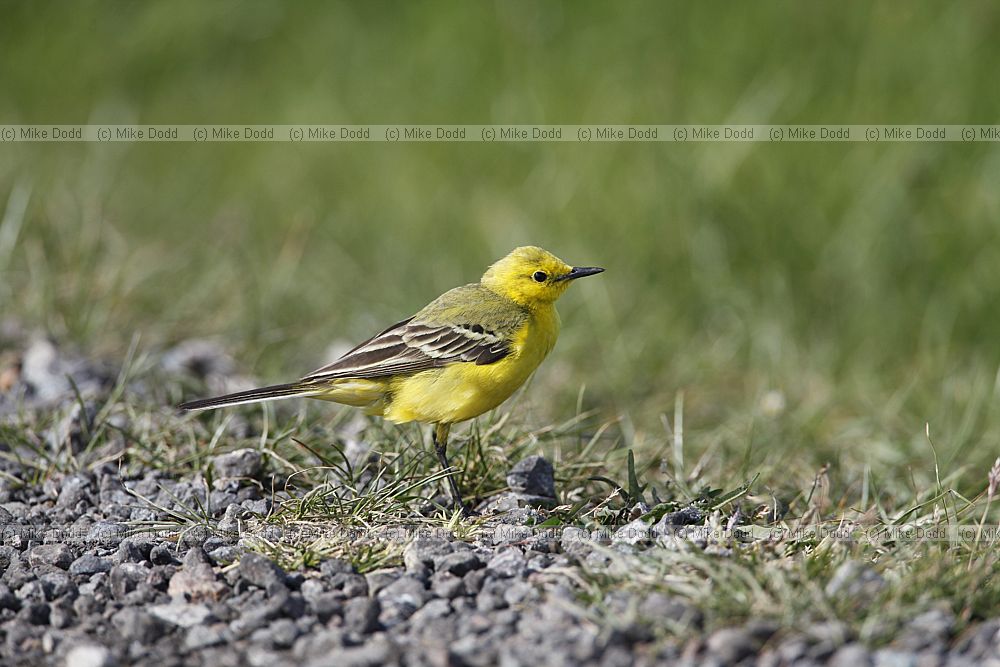 Motacilla flava Yellow wagtail male