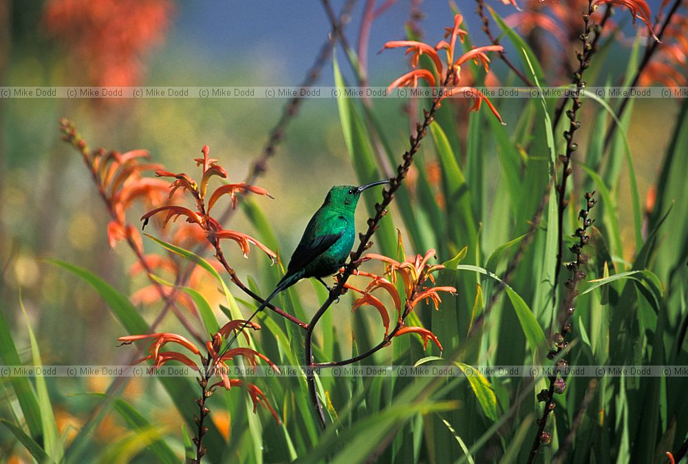 Nectarinia famosa Malachite sunbird on the way to Nieuwoudtville