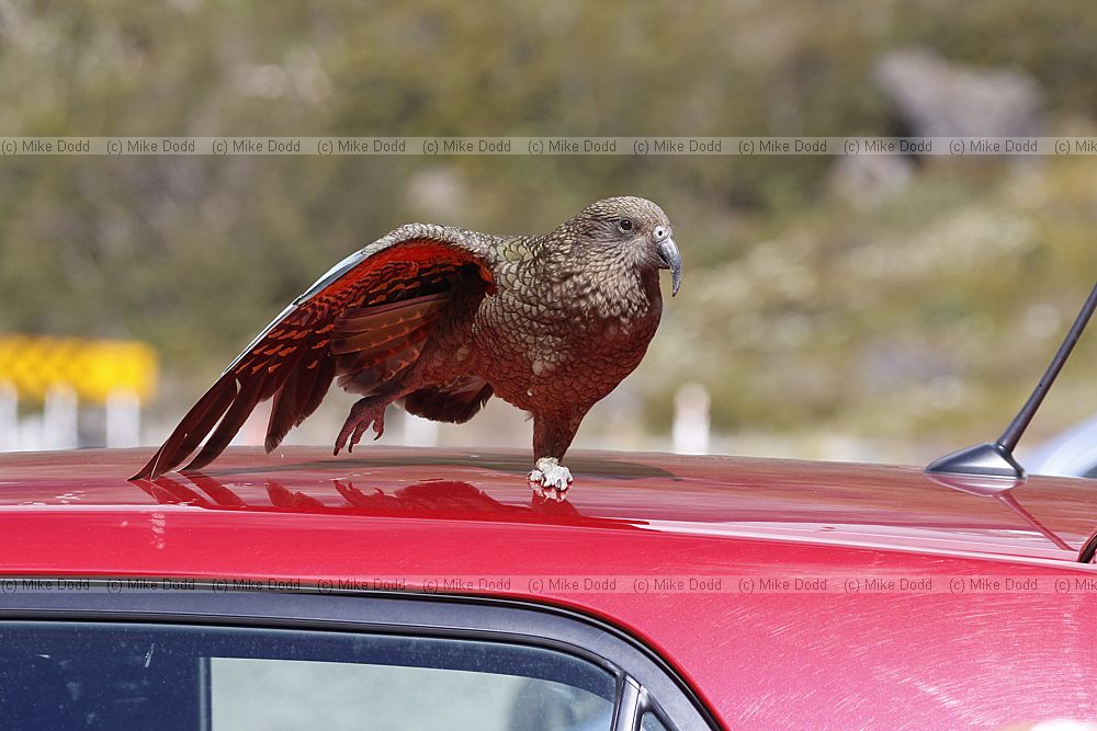Nestor notabilis Kea