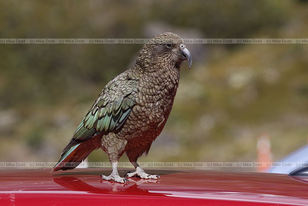 Nestor notabilis Kea Standing on a red car roof at Homer tunnel southern alps New Zealand