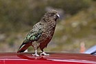 Nestor notabilis Kea Standing on a red car roof at Homer tunnel southern alps New Zealand