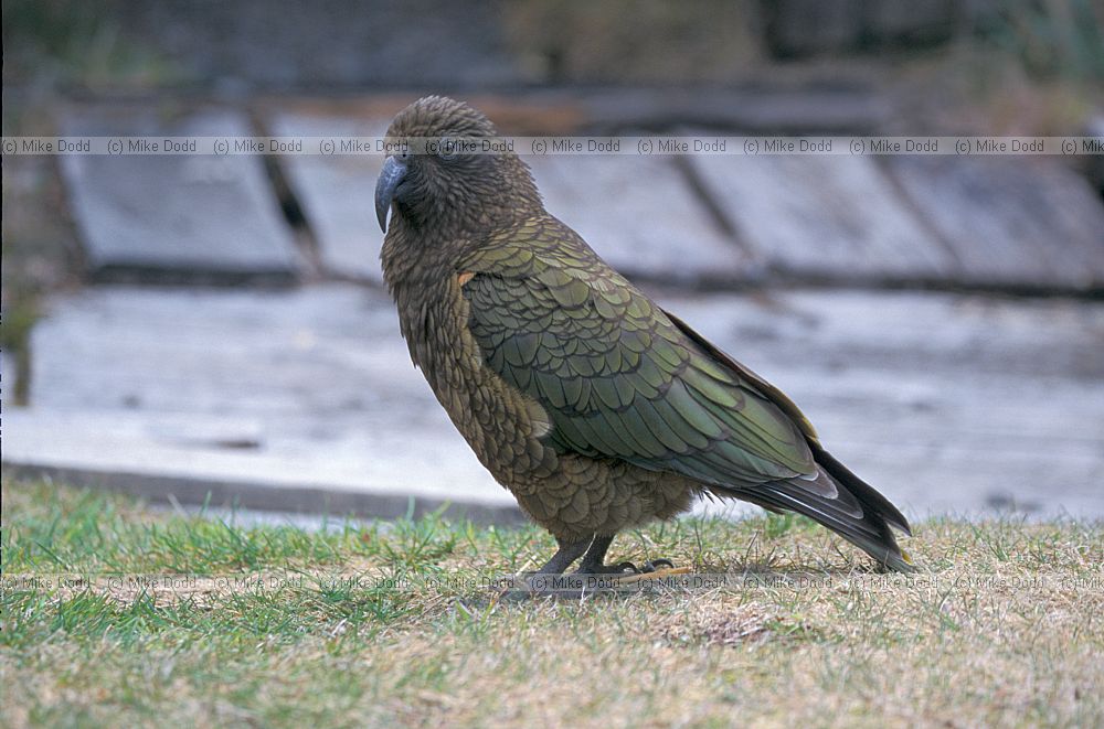 Nestor notabilis Kea at Arthurs pass