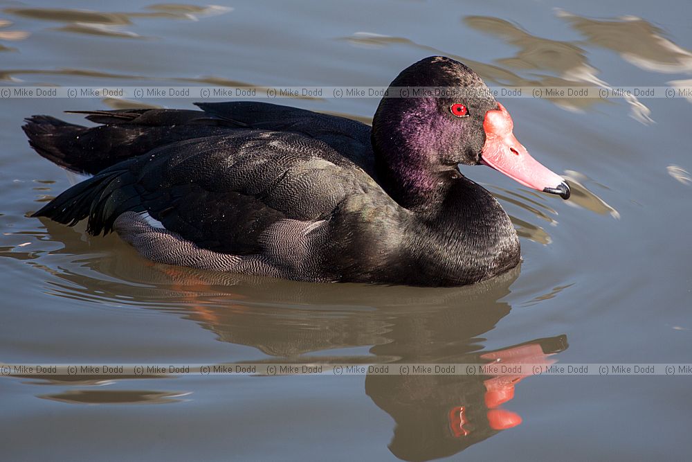 Netta peposaca Rosybill Pochard