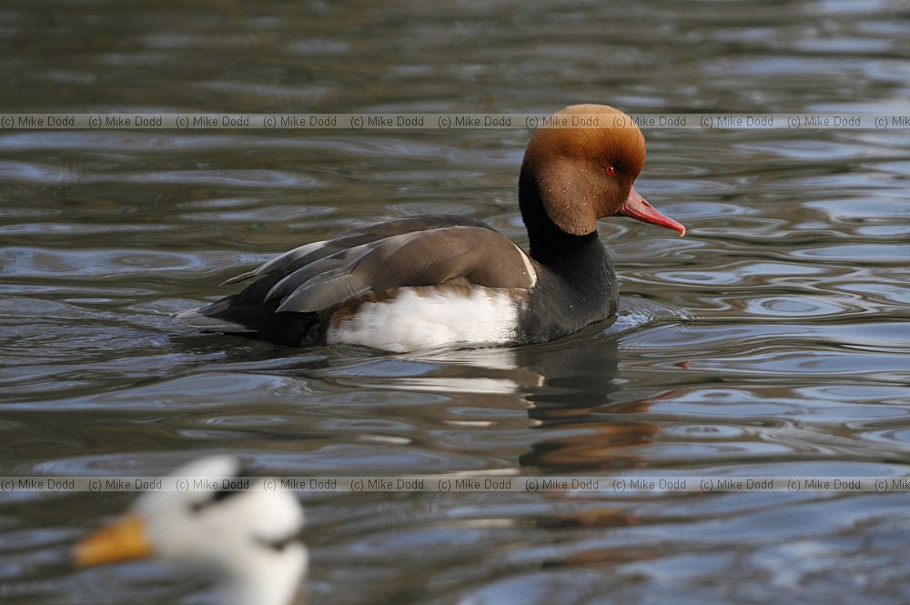 Netta rufina Red-crested Pochard