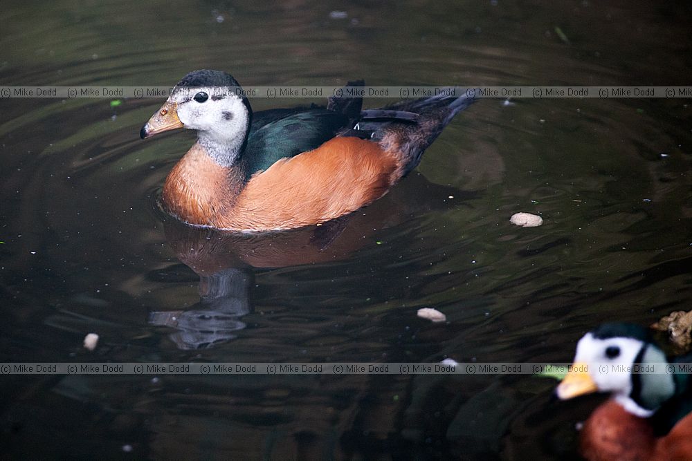 Nettapus auritus African Pygmy Goose