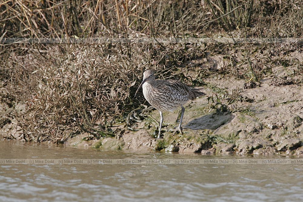 Numenius arquata Curlew