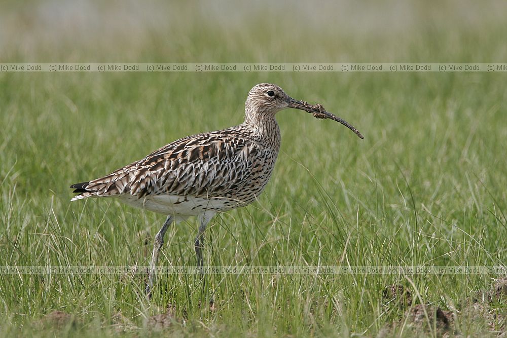 Numenius arquata Curlew feeding on damp grassland Elmley marshes