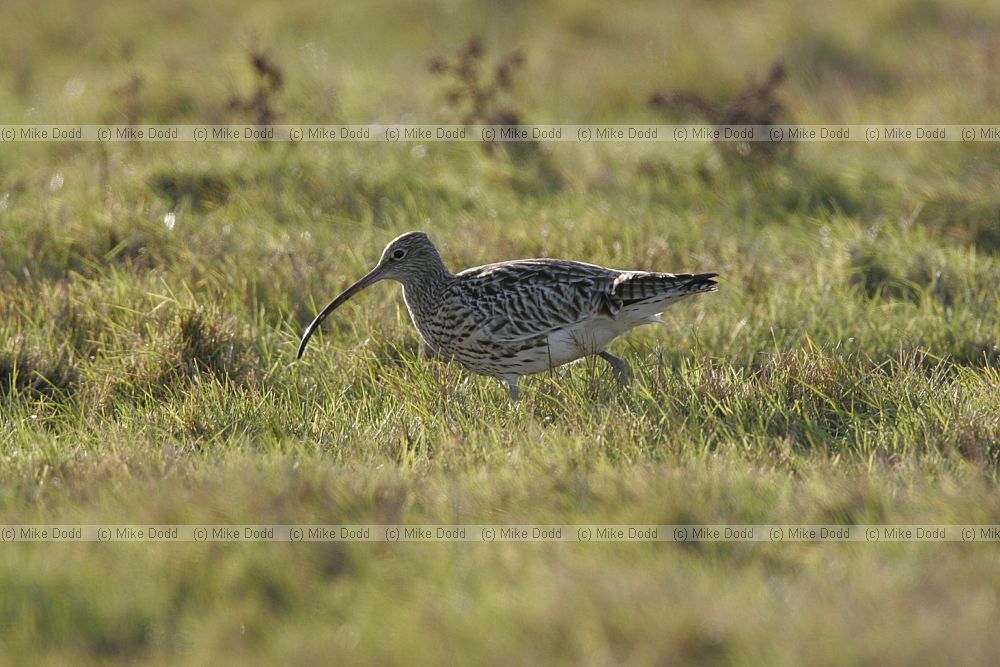 Numenius arquata Curlew