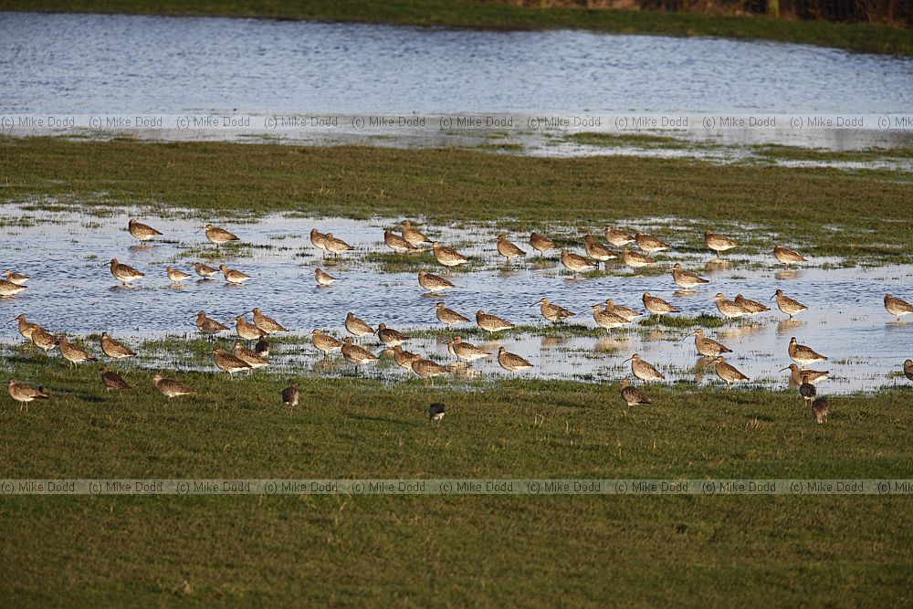 Numenius arquata Curlew