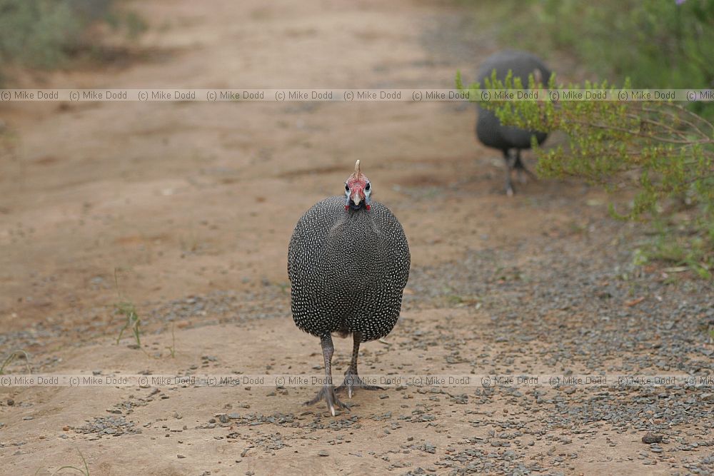 Numida meleagris Helmeted Guineafowl