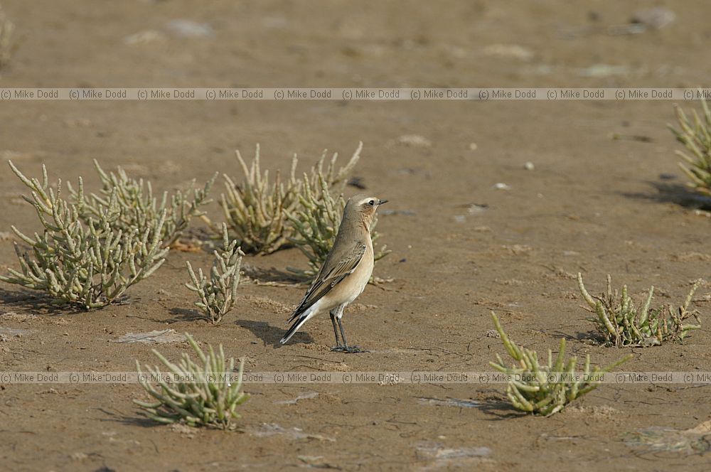 Oenanthe oenanthe Wheatear