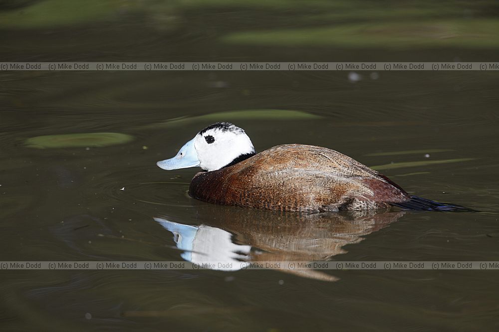 Oxyura leucocephala White headed duck