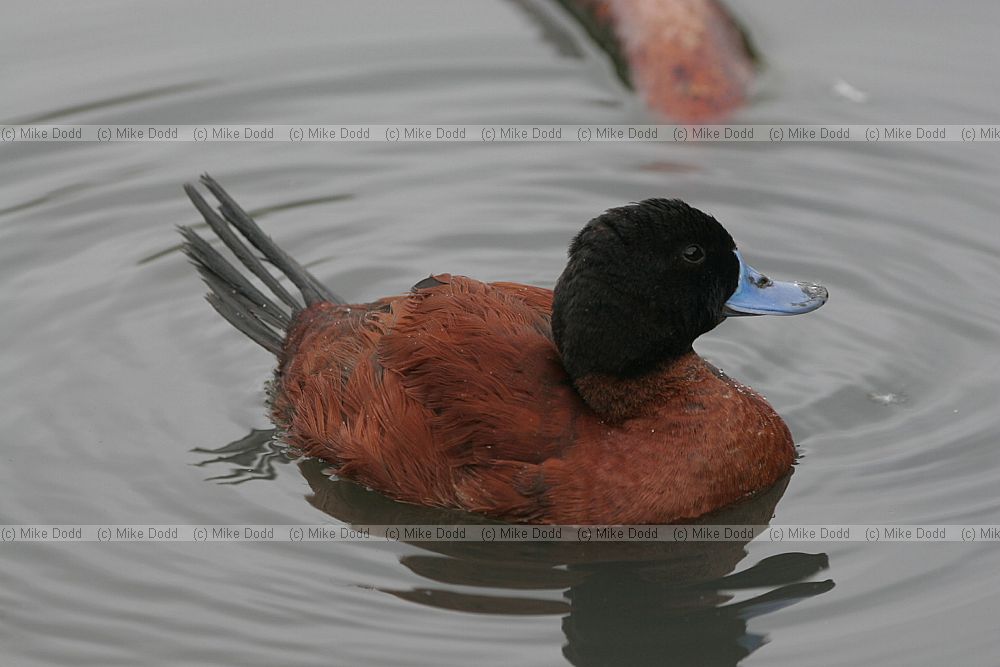 Oxyura vittata Argentine ruddy duck