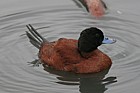 Oxyura vittata Argentine ruddy duck