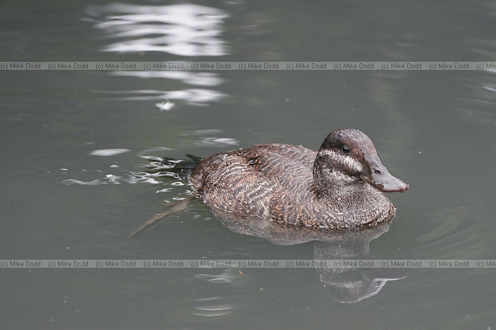 Oxyura vittata Argentine ruddy duck female