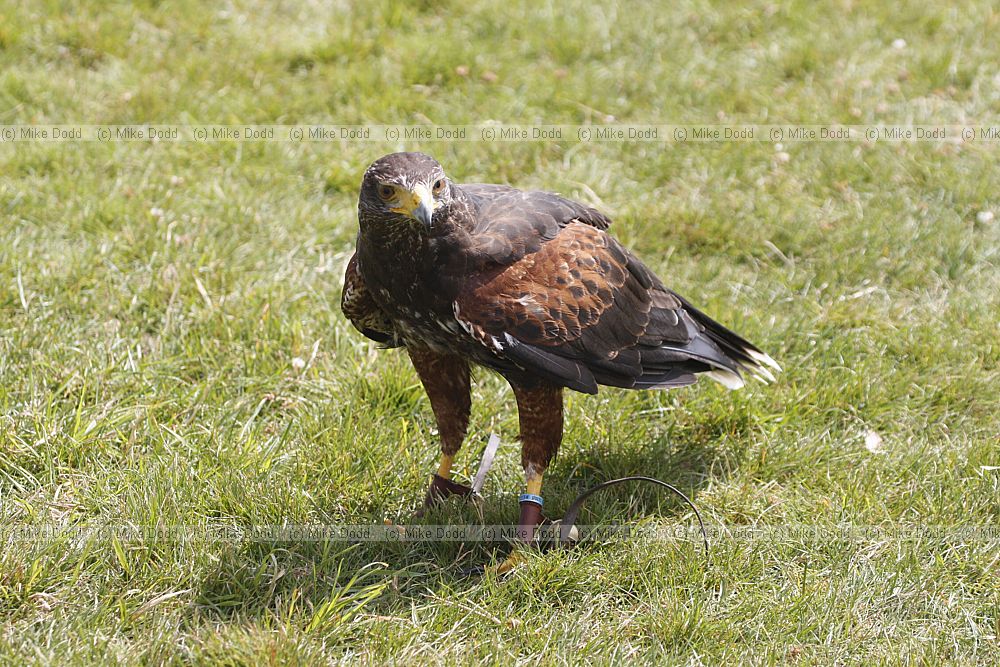 Parabuteo unicinctus Harris hawk