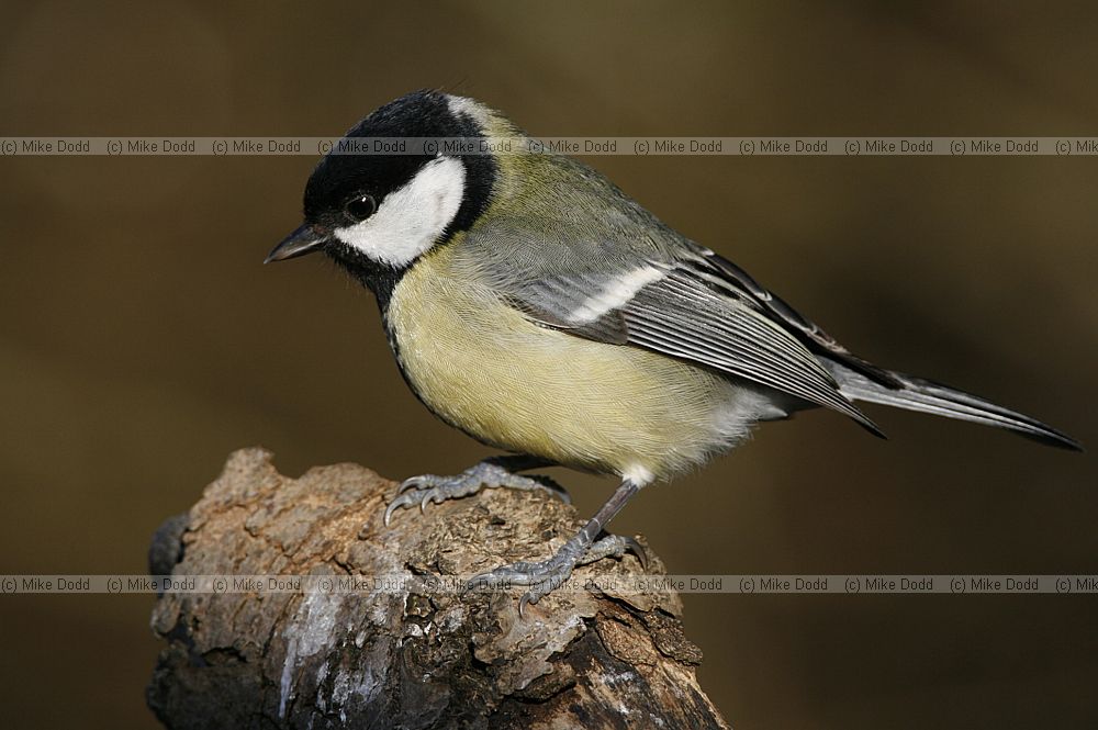 Parus major Great tit