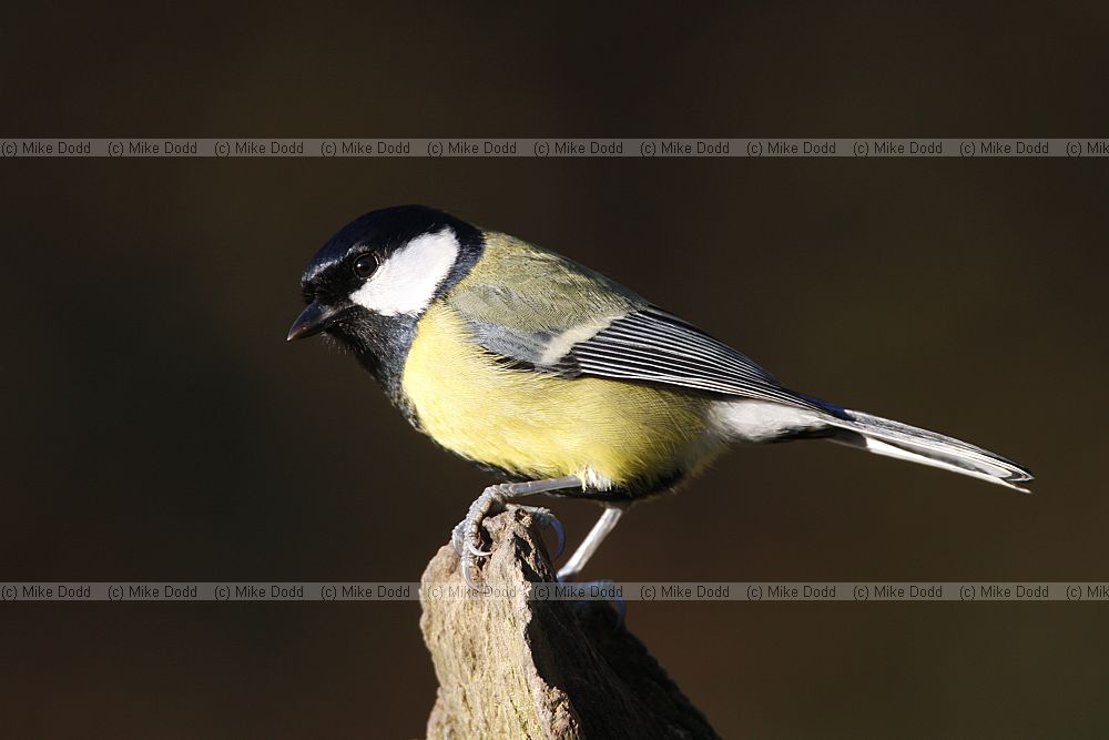 Parus major Great Tit