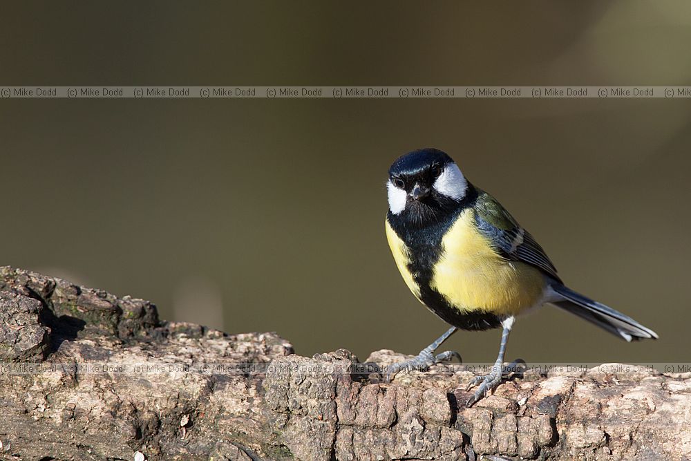 Parus major Great tit