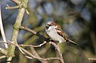 Passer domesticus House sparrow