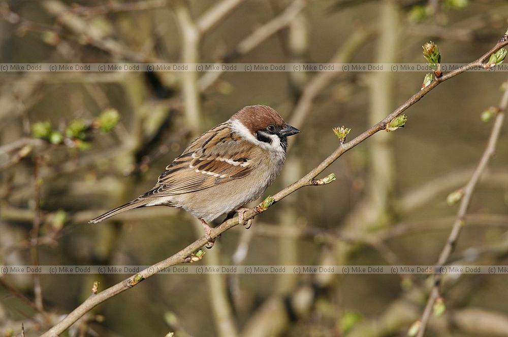 Passer montanus Tree sparrow