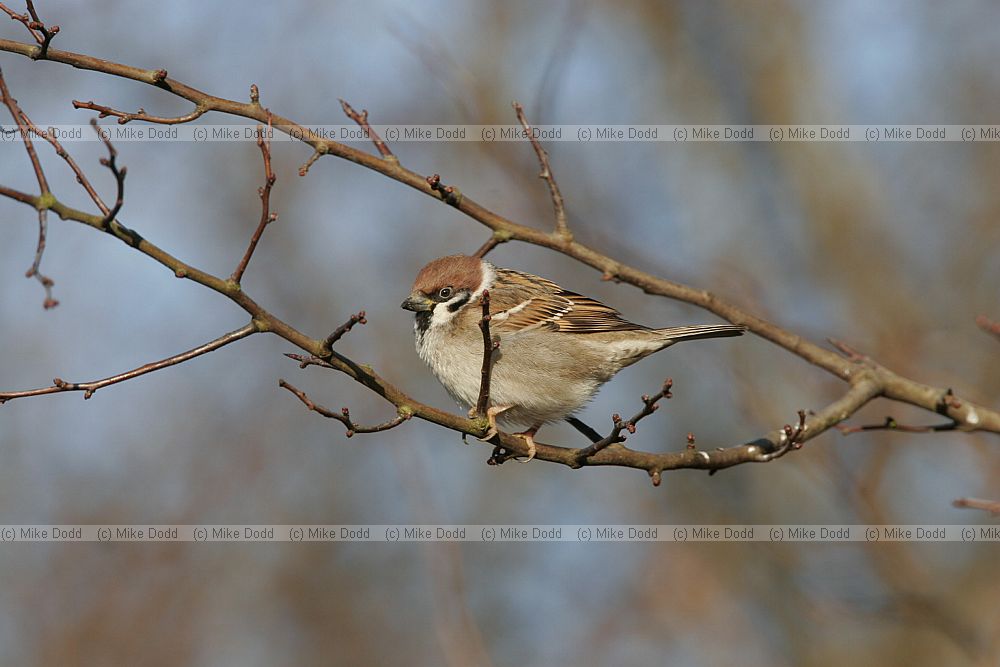 Passer montanus Tree sparrow
