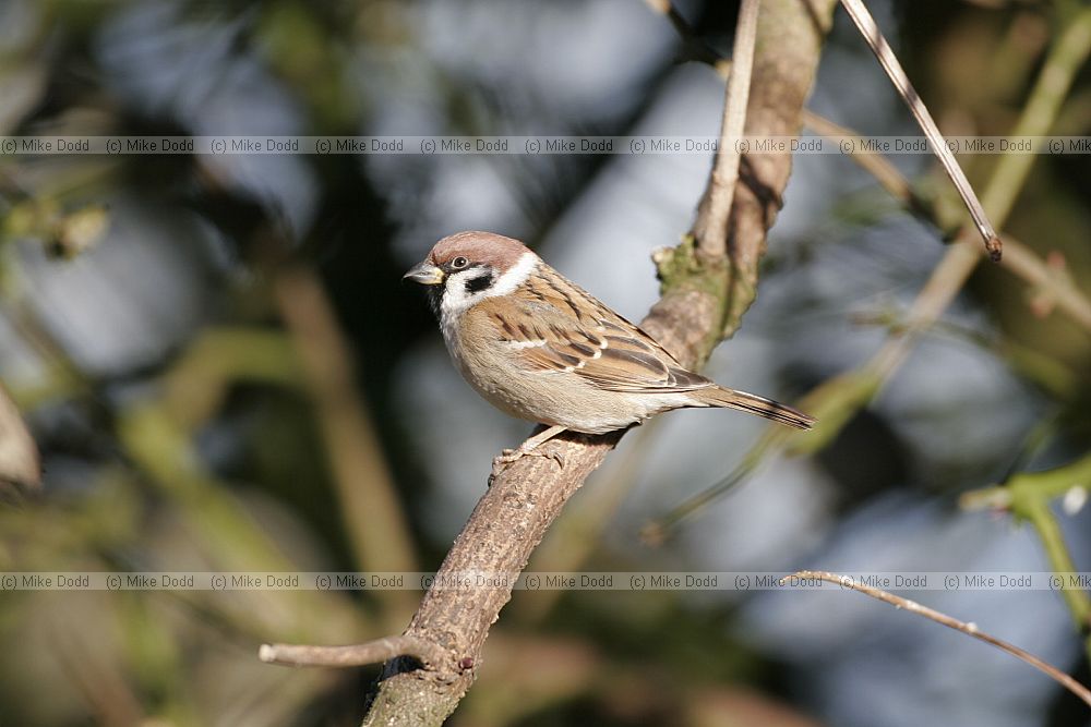 Passer montanus Tree sparrow