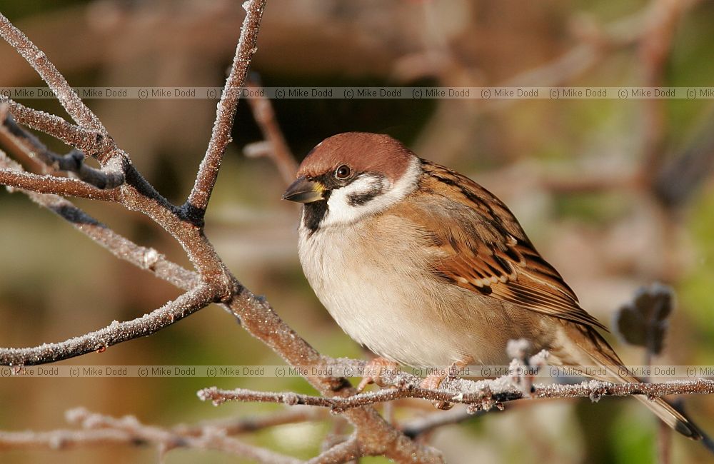 Passer montanus Tree sparrow
