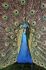 Pavo cristatus peacock