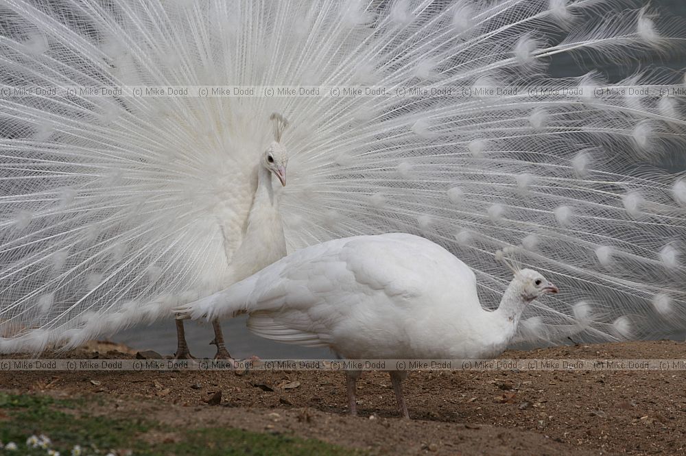 Pavo cristatus leucistic peacock