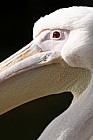 Pelecanus onocrotalus Great White Pelican