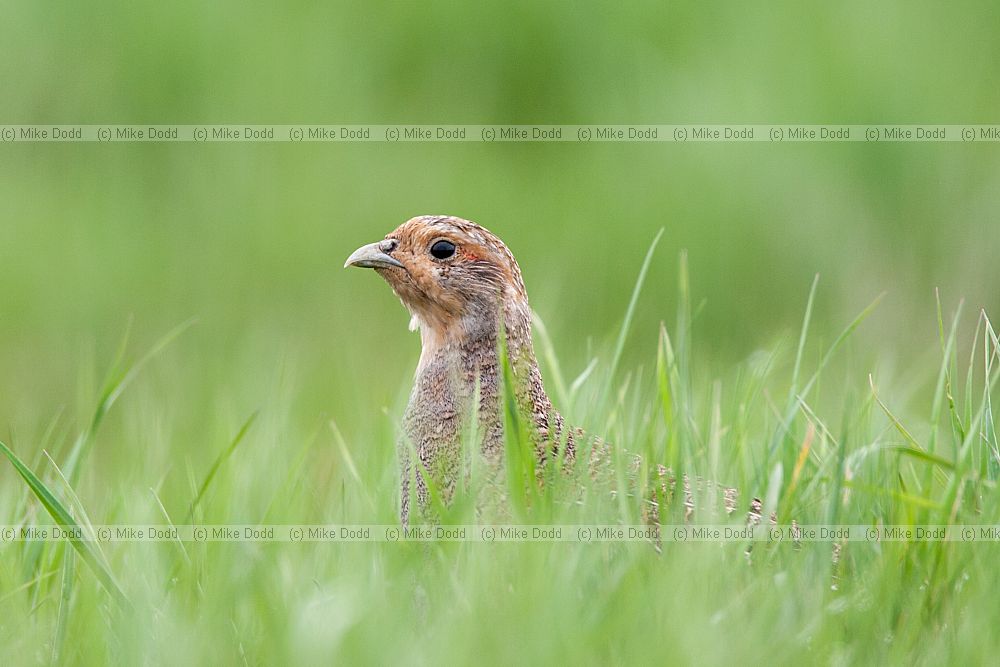 Perdix perdix Grey Partridge