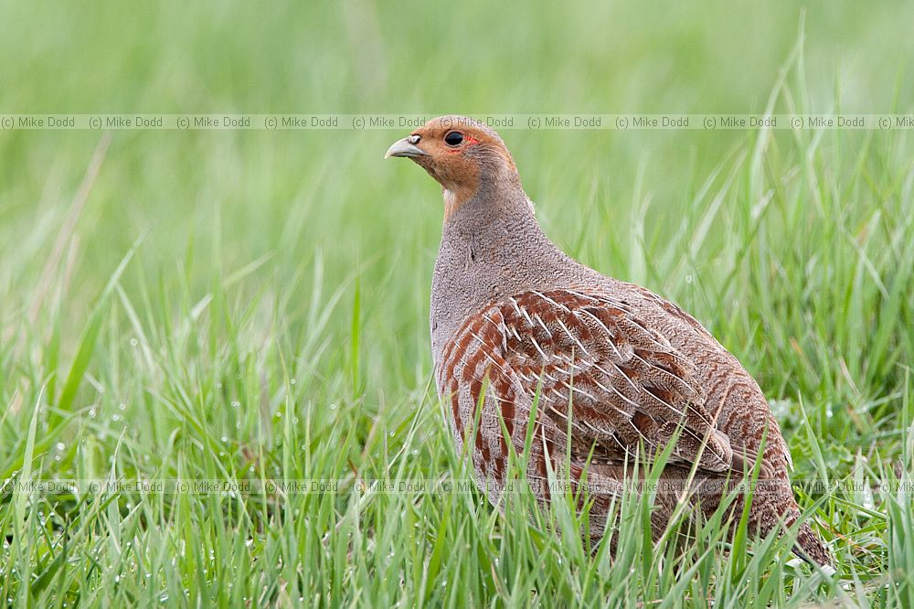 Perdix perdix Grey Partridge
