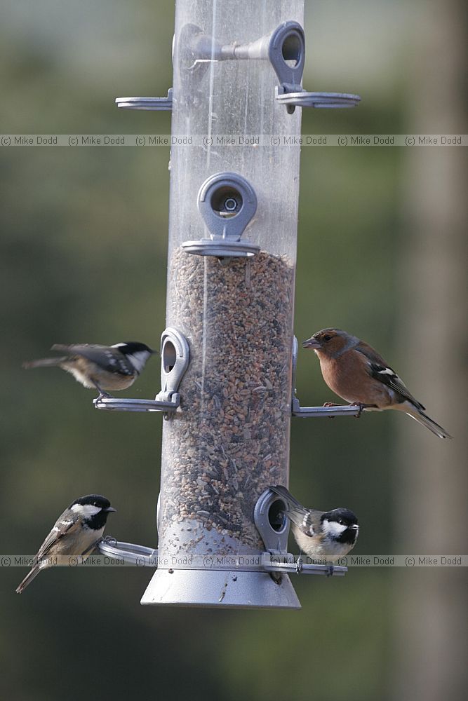Periparus ater coal tit Fringilla coelebs chaffinch