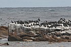 Phalacrocorax africanus Cape cormorants