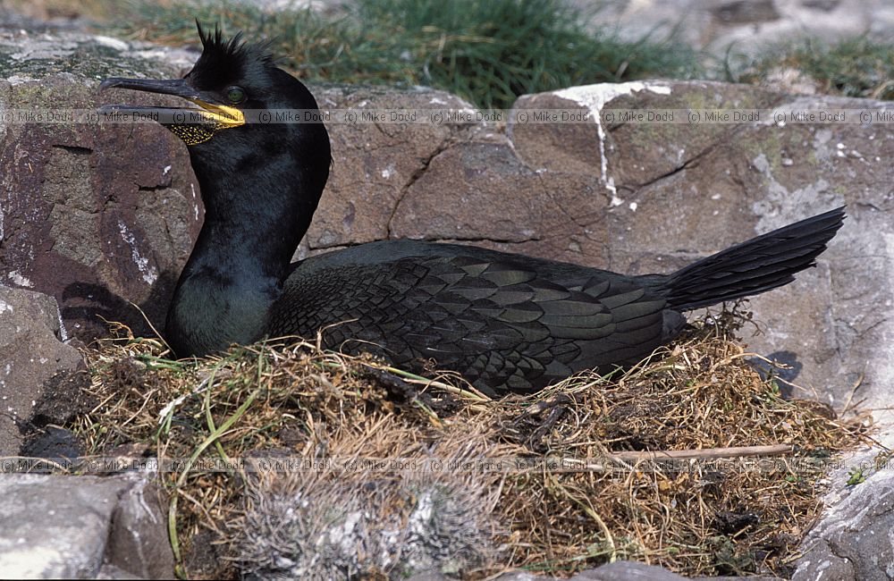 Phalacrocorax aristotelis Shag