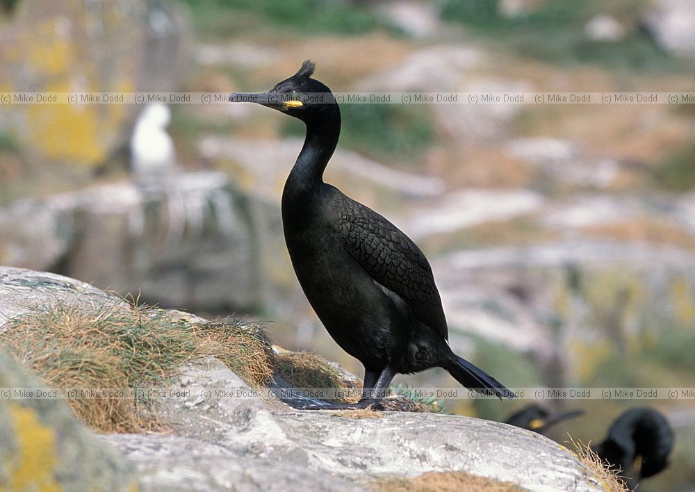 Phalacrocorax aristotelis Shag