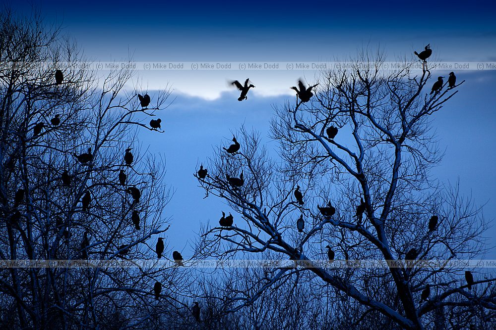 Phalacrocorax carbo cormorant sunset Caldecotte lake Milton Keynes