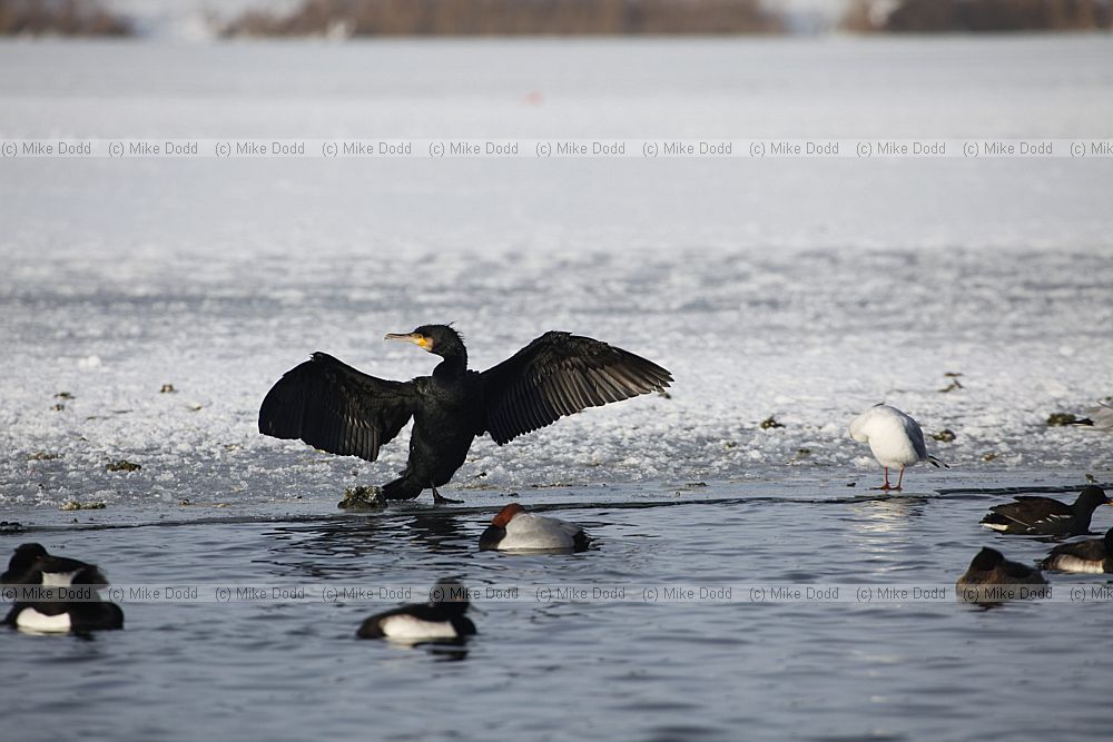 Phalacrocorax carbo Cormorant
