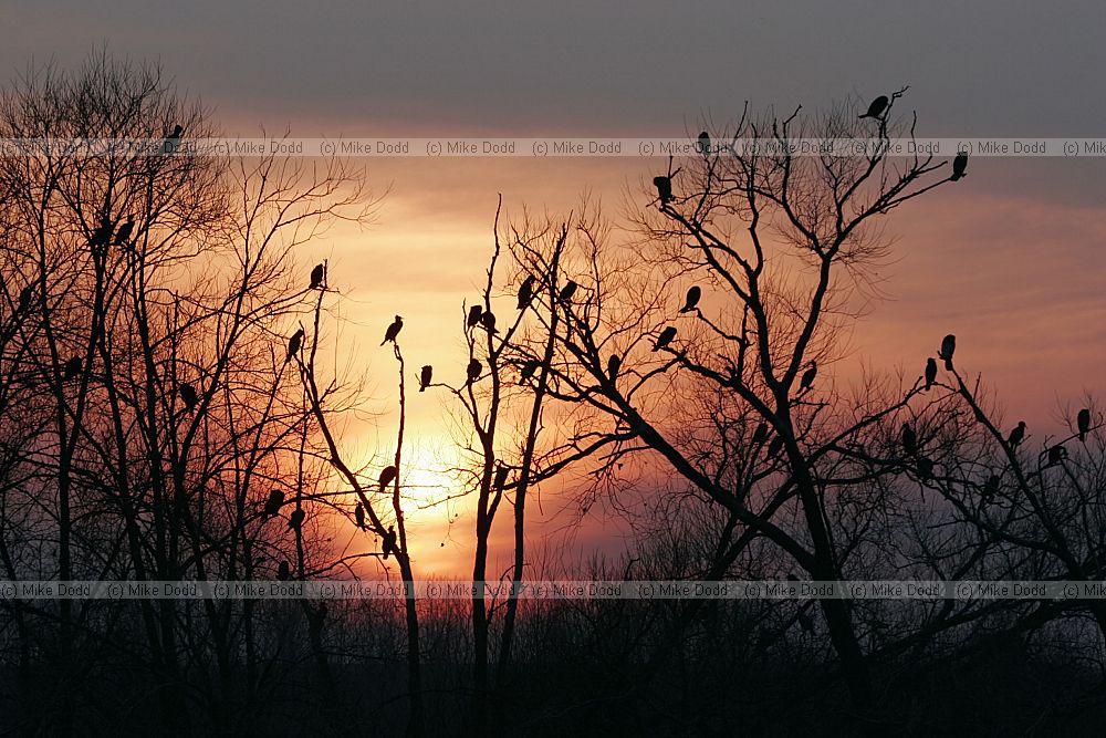 Phalacrocorax carbo cormorant sunset Caldecotte lake Milton Keynes