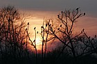Phalacrocorax carbo cormorant sunset Caldecotte lake Milton Keynes