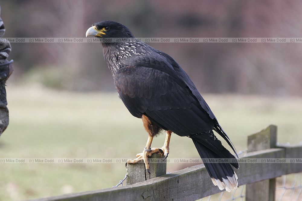 Phalcoboenus australis Striated caracara