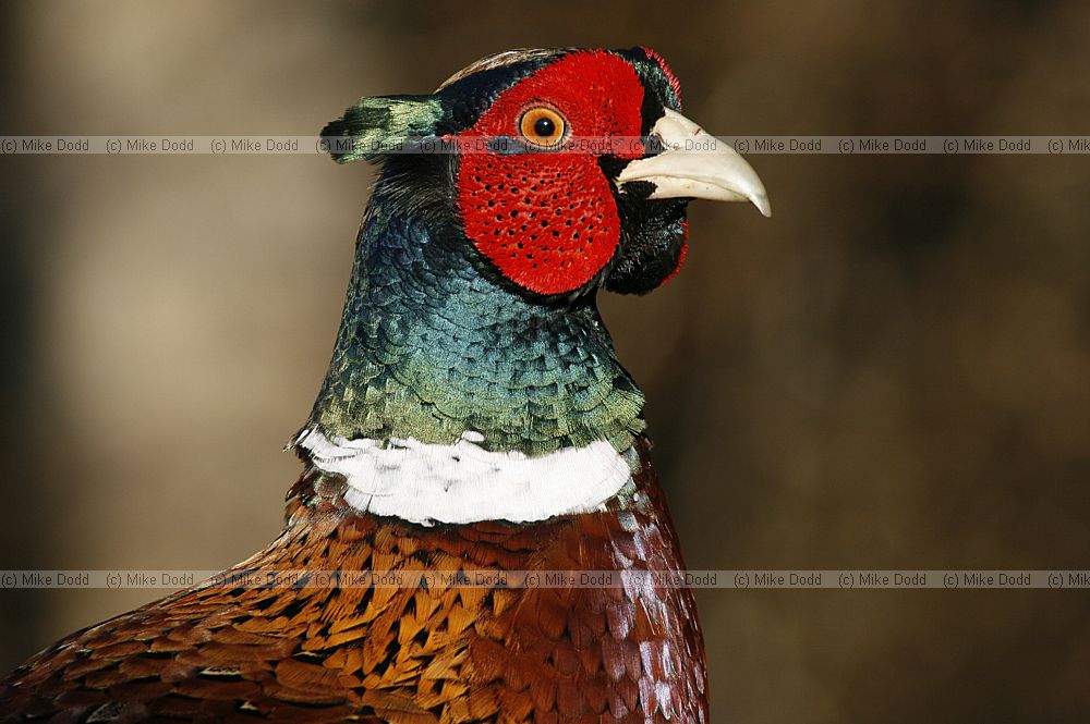 Pheasant male