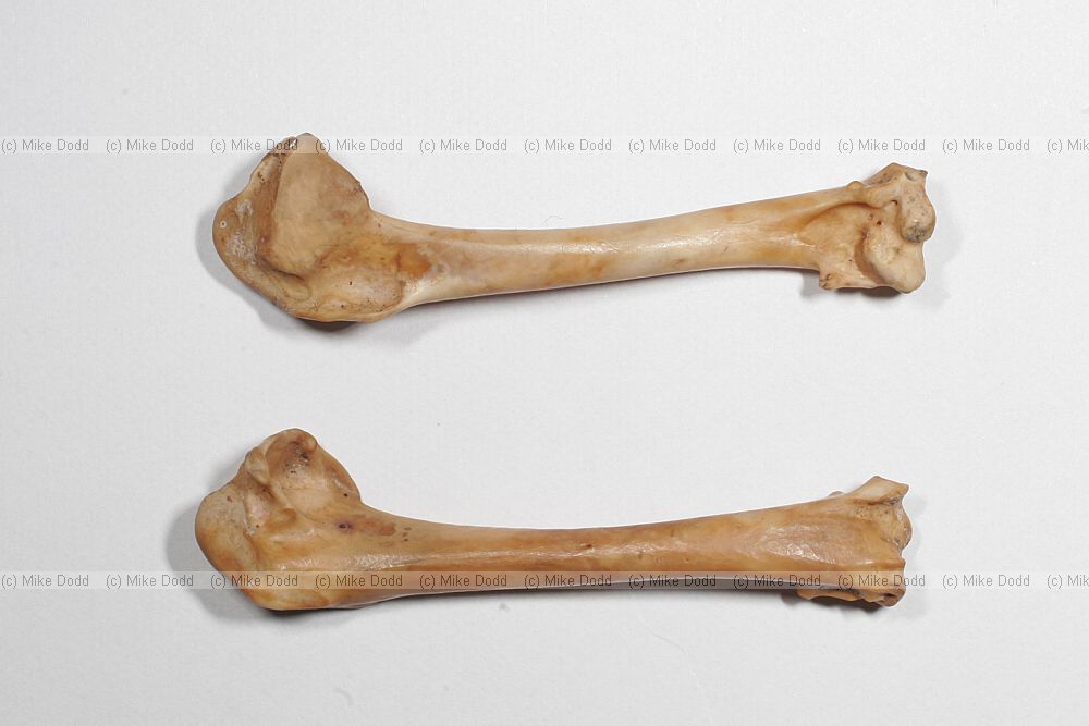 Phasianus colchicus Humeri of a pheasant