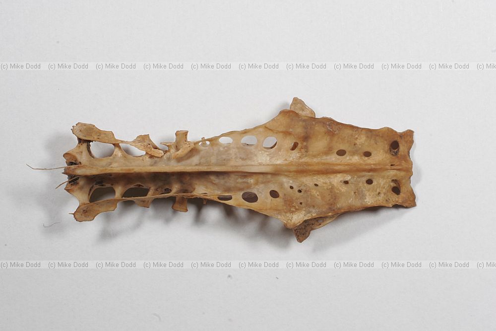 Phasianus colchicus Sacrum dorsal view of a pheasant