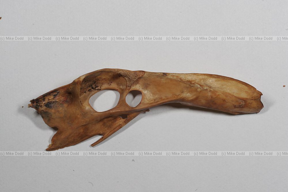 Pelvis left inside of a pheasant (Phasianus colchicus)